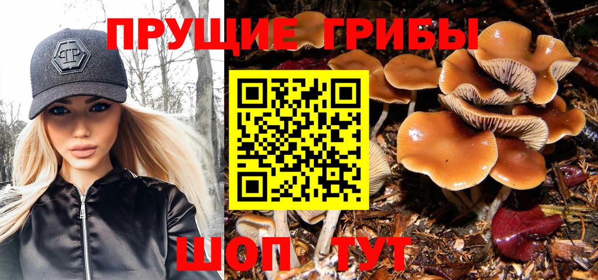 Шатура  Псилоцибиновые грибы Psilocybe  Вход с VPN 